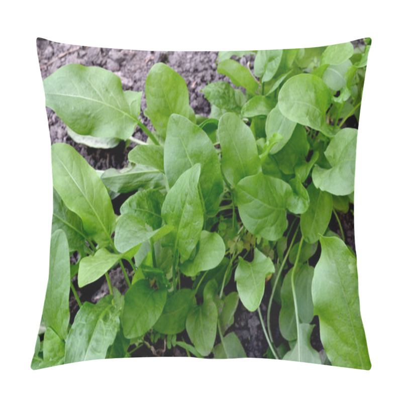 Personality  Sorrel. Beautiful Herbal Abstract Background Of Nature. Rumex, Perennial Herb. Spring Landscape. Popular Cooking Seasoning. Home Plants, Products Pillow Covers