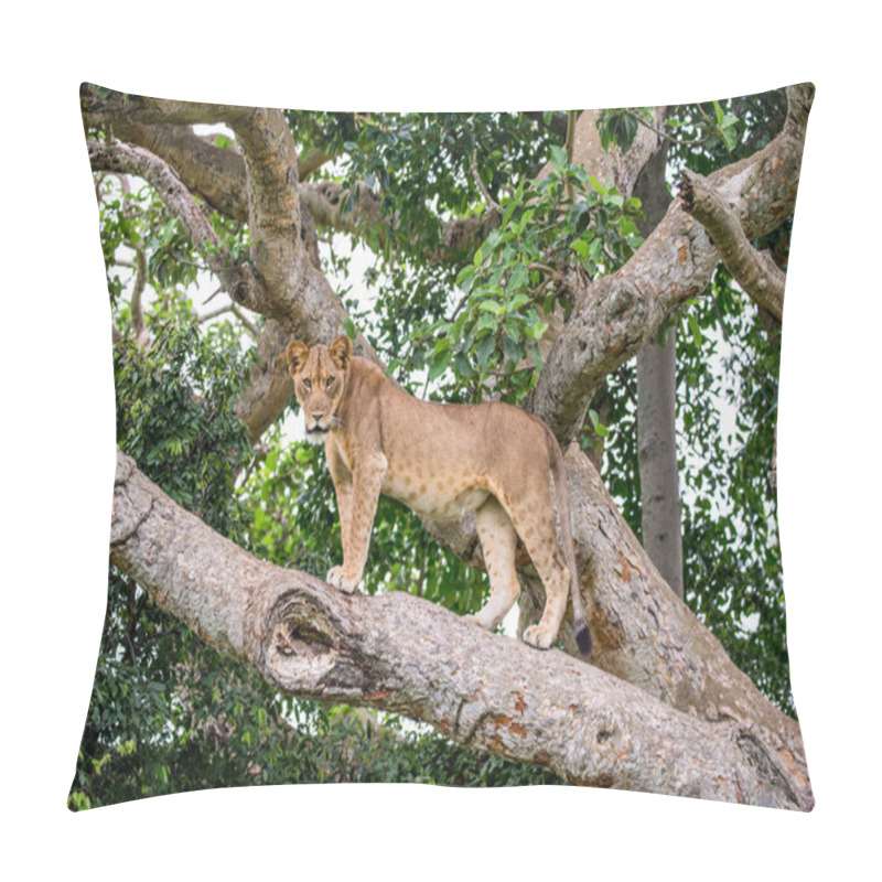 Personality  Lioness On Big Tree Pillow Covers