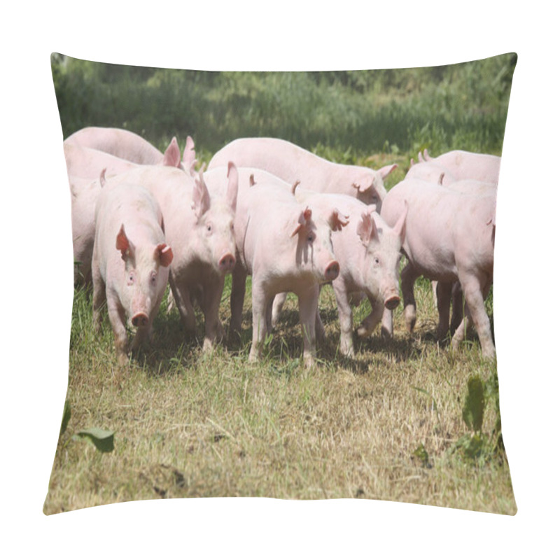 Personality  Pigs Farming Raising Breeding In Animal Farm Rural Scene Pillow Covers