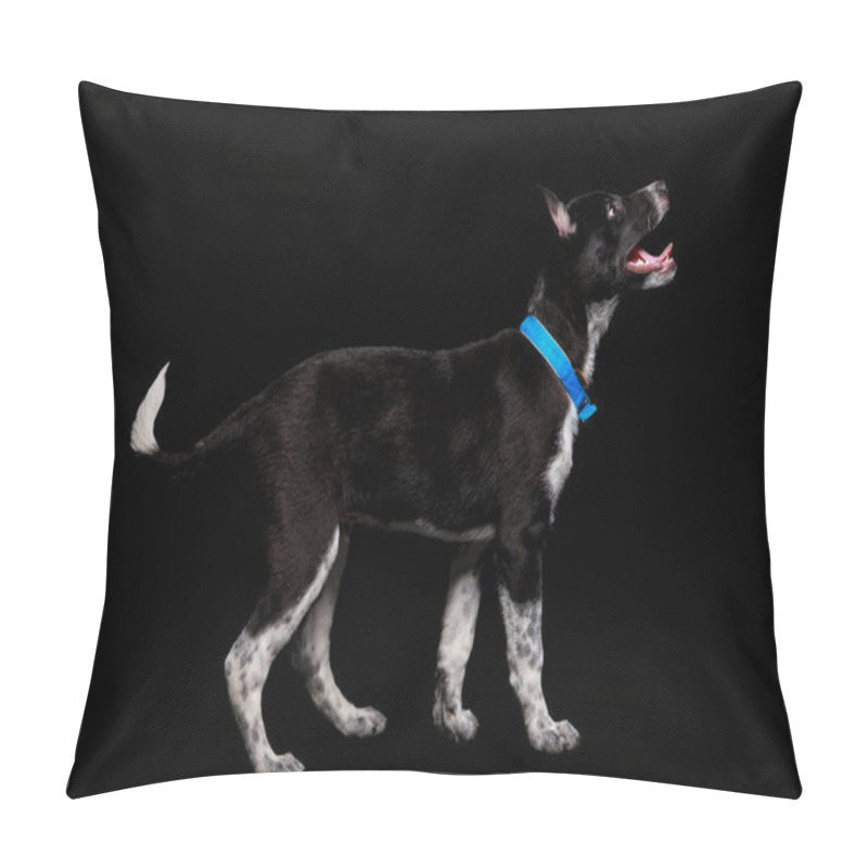 Personality  Mongrel Dark Dog In Blue Collar With Open Mouth Isolated On Black Pillow Covers