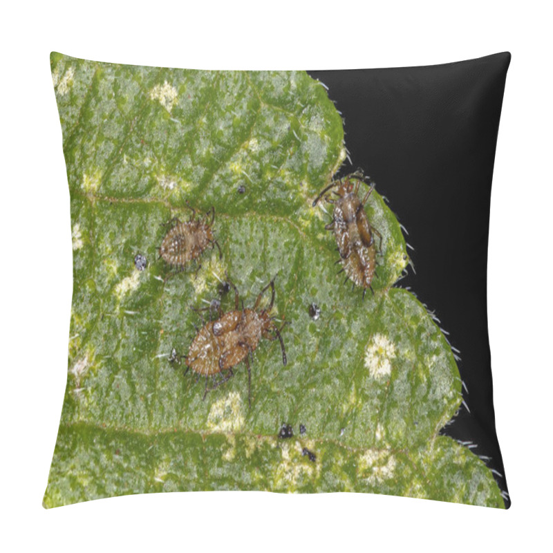 Personality  Small Lace Bug Of The Family Tingidae Pillow Covers