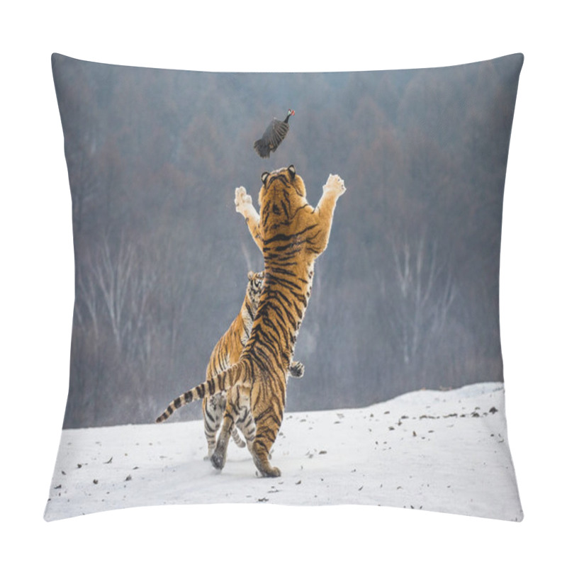 Personality  Siberian Tigers Hunting Prey Fowl In Jump In Winter, Siberian Tiger Park, Hengdaohezi Park, Mudanjiang Province, Harbin, China.  Pillow Covers