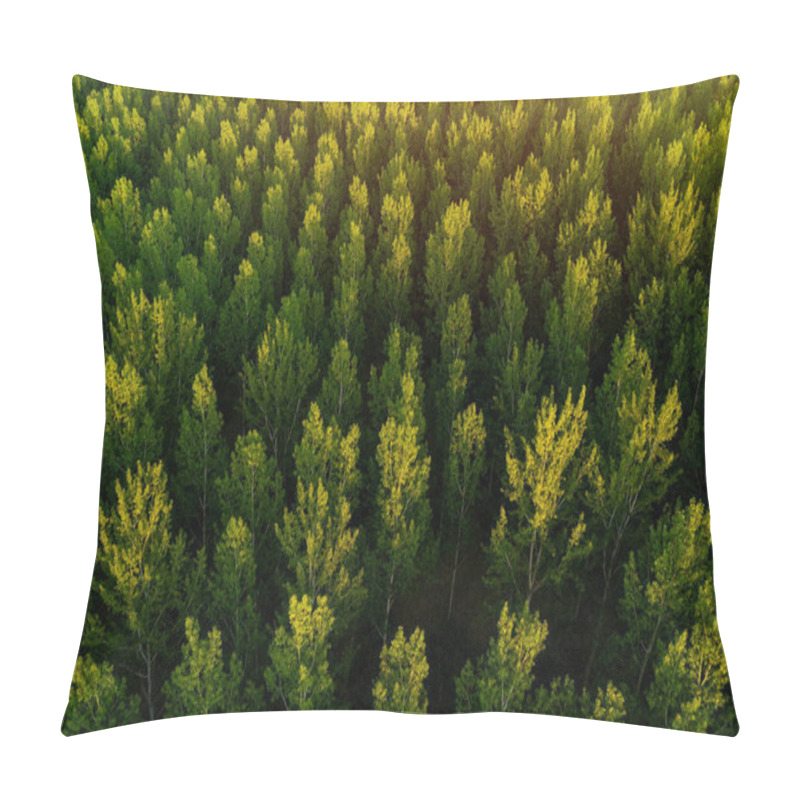 Personality  Green Aspen Tree Forest From Drone Pov, Aerial View Of Poplar Woodland In Summer Sunset Pillow Covers