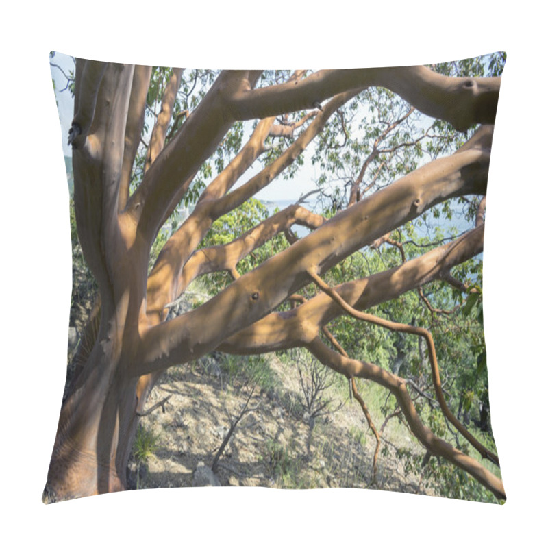 Personality  The Trunk Of The Tree With Gnarled Branches. Pillow Covers