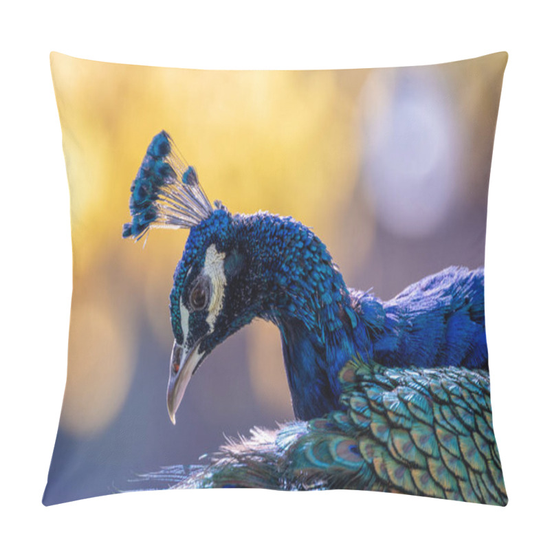 Personality  The Indian Peafowl, A Vibrant Omnivore, Eats Grains, Seeds, And Insects. Photographed In Lush Gardens. Pillow Covers