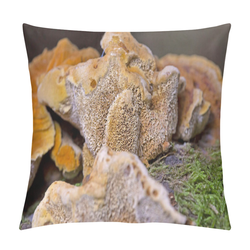 Personality  Trametes Trogii Is A Species Of Fungus Belonging To The Family Polyporaceae.The Fruit Bodies Are Capsular,with A Characteristic Yellowish,gritty Pubescence Above,with Irregular Angular Pores Below Pillow Covers