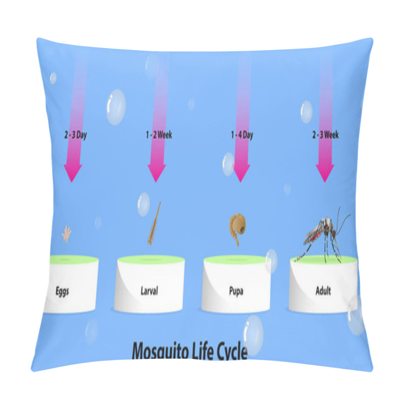 Personality  The Life Cycle Of Mosquitoes Vector Infographic Of Insect Lay Eggs In Water Pillow Covers