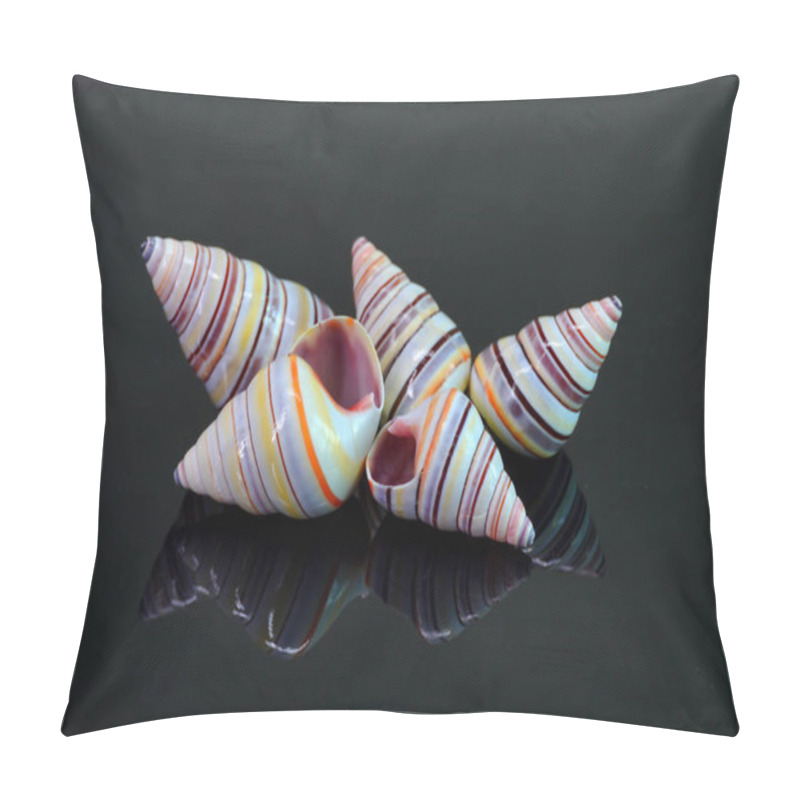 Personality  Candy Cane Snail Isolated On Black Background. Candy Cane Snail (Liguus Virgineus) Is A Species Of Tree-living Snail Native To The Caribbean Island Of Hispaniola In Haiti And The Dominican Republic. Pillow Covers