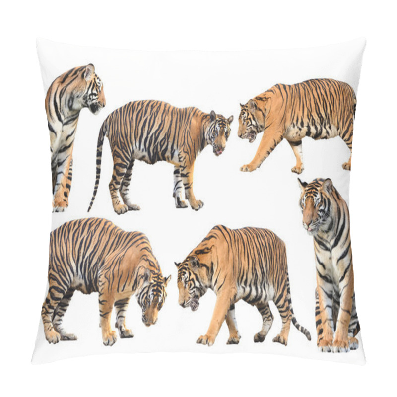 Personality  Bengal Tiger Isolated Collection Pillow Covers