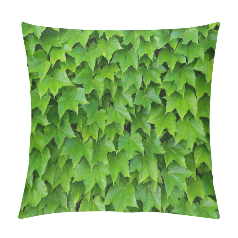 Personality  Natural Green Wall Of Ivy Leaves As A Home Decoration Or Wallpaper. Full Frame Picture. Pillow Covers