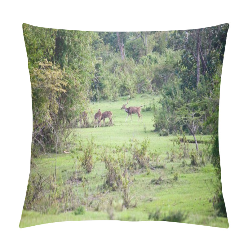 Personality  Wild Deer In Mudumalai National Park Pillow Covers