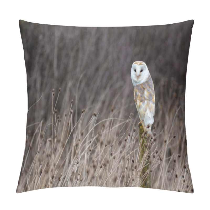 Personality  European Barn Owl (Tyto Alba) In Completely Natural Habitat Pillow Covers