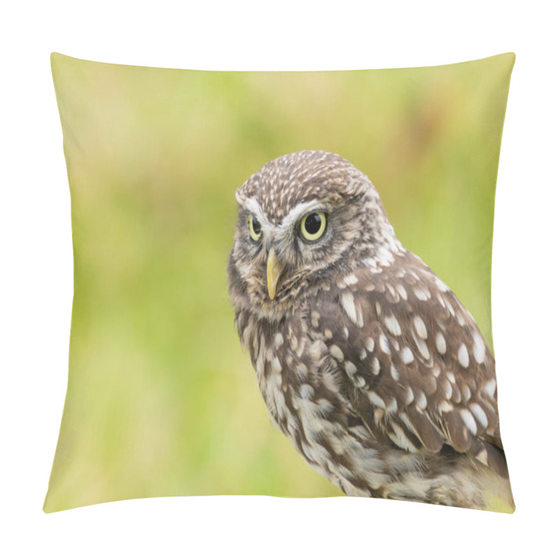 Personality  The Little Night Owl (Athene Noctua) Feeds On Insects, Small Mammals, And Birds. Photo Taken In Italy. Pillow Covers