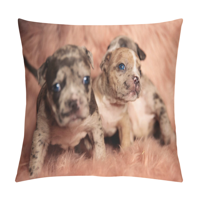 Personality  Clumsy American Bully Puppies Sitting And Standing Pillow Covers