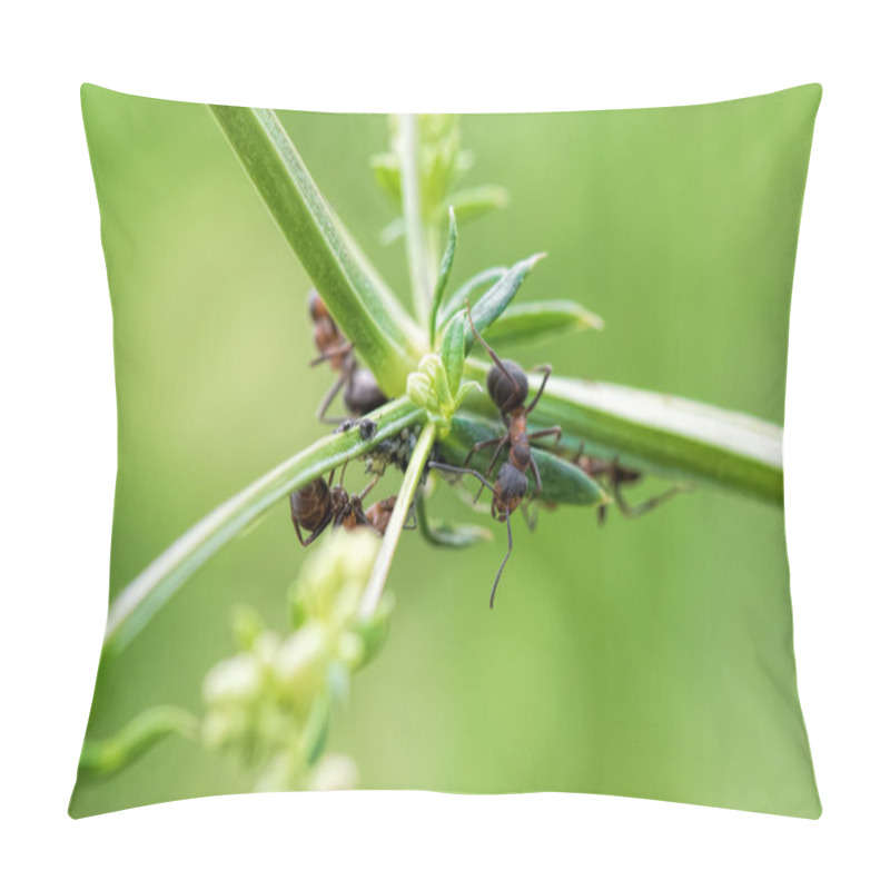 Personality  Ants And Aphids On Green Plant Pillow Covers