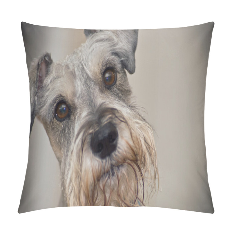 Personality  Miniature Schnauzer Dog With Brown Eyes Pillow Covers