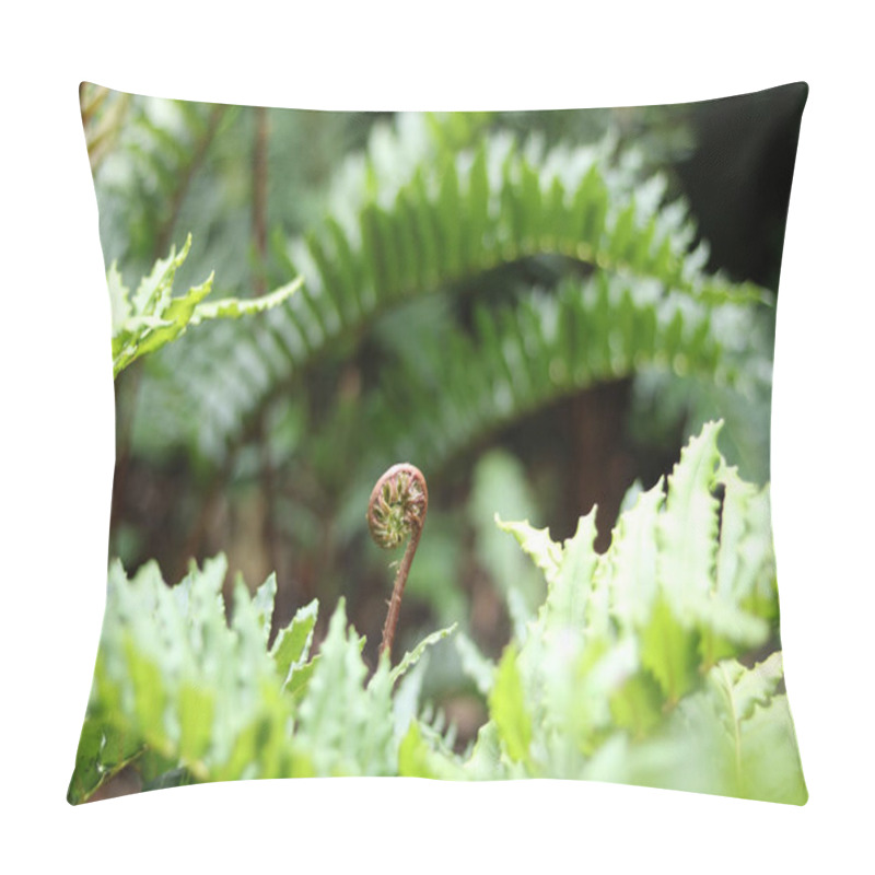 Personality  Young Fern Uncoiling Surrounded By Full Grown Leaves. High Quality Photo Pillow Covers