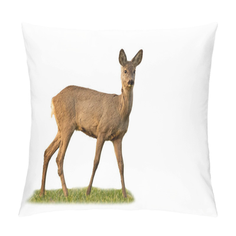 Personality  Roe Deer Doe Standing In Grass Isolated On White Background. Pillow Covers