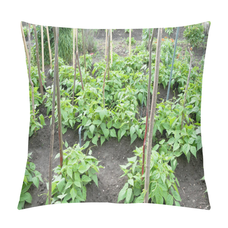 Personality  Fresh Runner Bean Plants Pillow Covers