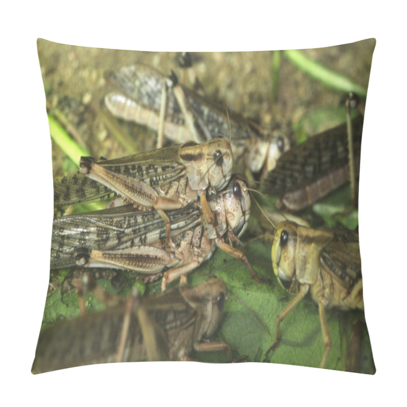 Personality  Desert Locusts (Schistocerca Gregaria). Pillow Covers