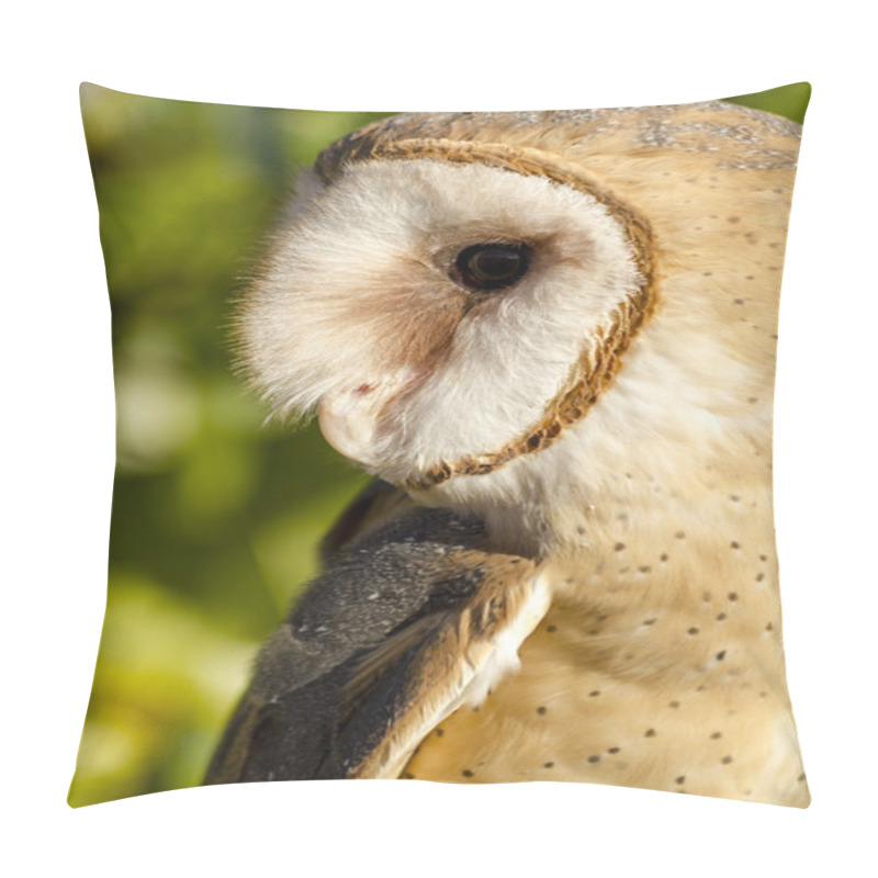 Personality  Common Barn Owl In Autumn Setting Pillow Covers