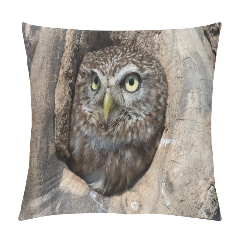 Personality  Little Owl (Athene Noctua) Pillow Covers