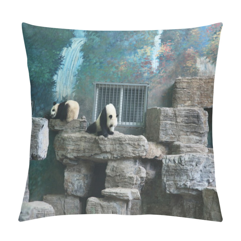 Personality  Panda Bears In Beijing Zoo Pillow Covers