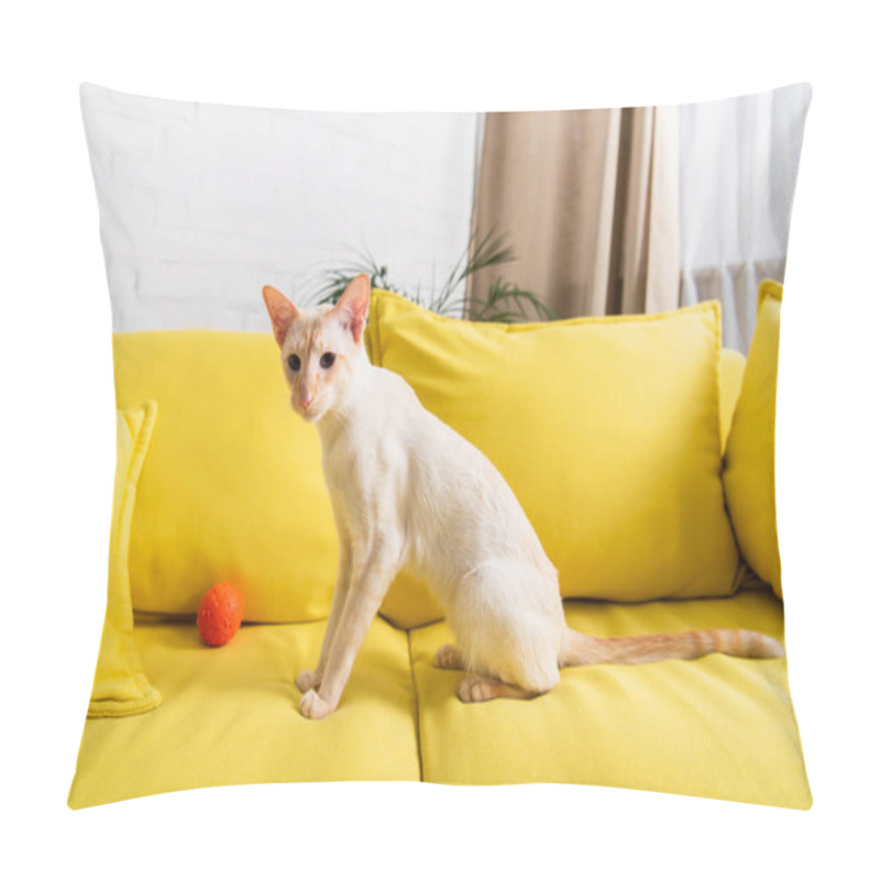 Personality  Oriental Cat Sitting Near Toy On Couch At Home  Pillow Covers