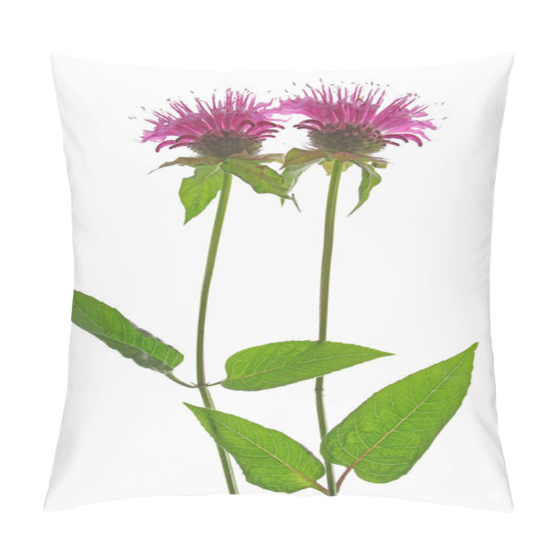 Personality  Oswego Tea Pillow Covers