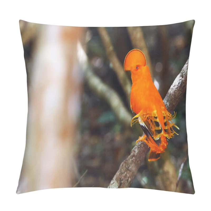 Personality  Guianan Cock-of-the-rock Pillow Covers