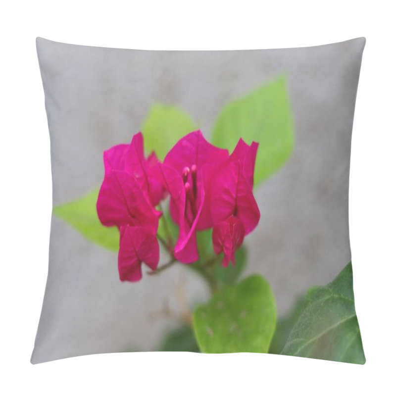 Personality  Close-up View Of Vibrant Magenta Bougainvillea Bracts, Which Surround The Small, Tubular White Flowers At The Center. The Bracts Display A Delicate, Paper-like Texture With Visible Veins.Selective Focus Background Blur Pillow Covers