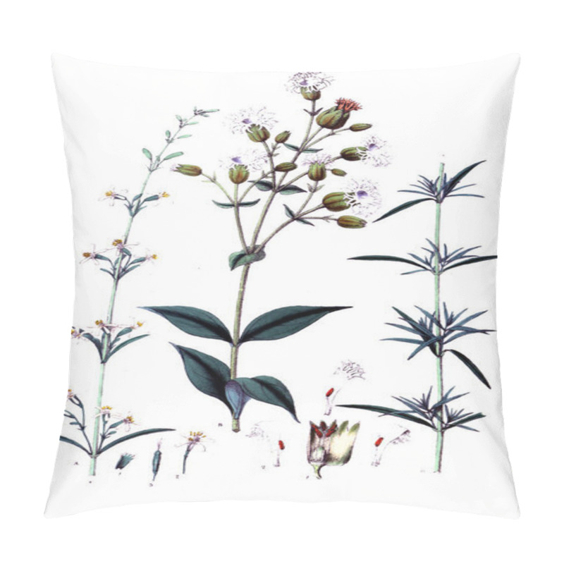 Personality  The Botanical Theme.  Old Picture Pillow Covers