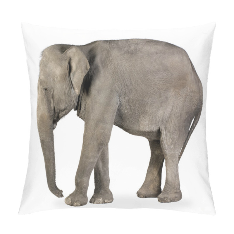 Personality  Asian Elephant - Elephas Maximus (40 Years) Pillow Covers