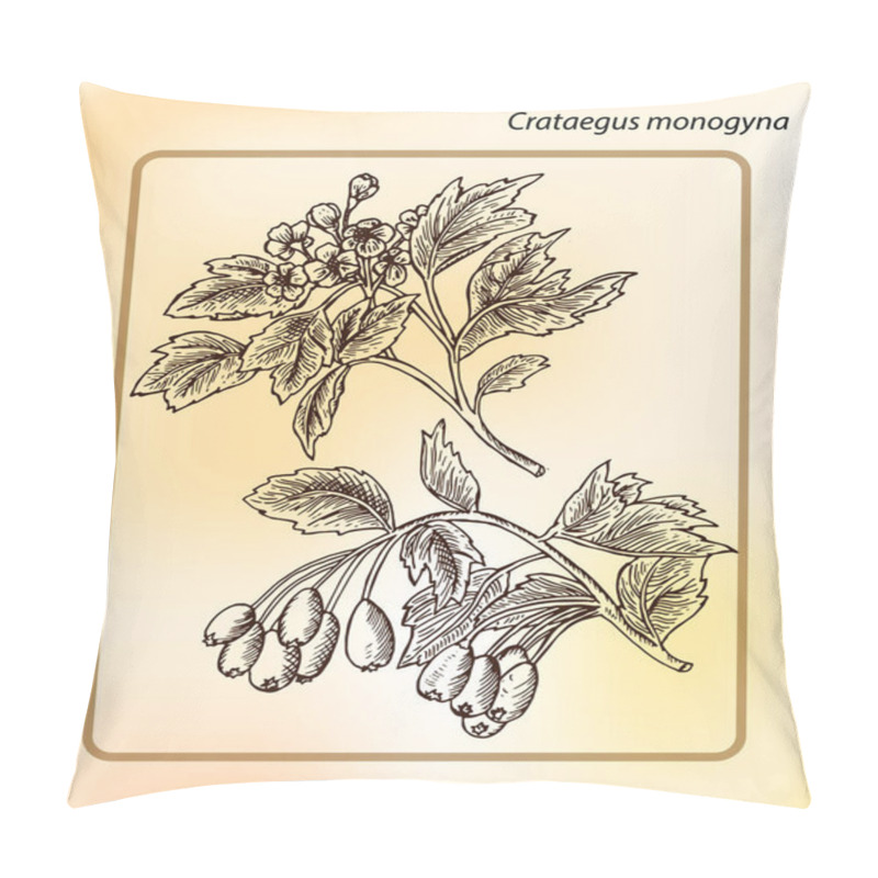 Personality  Crataegus Monogyna Or  Hawthorn. Hand Drawn Sketch Vector Illustration. Drawing Ink Pillow Covers