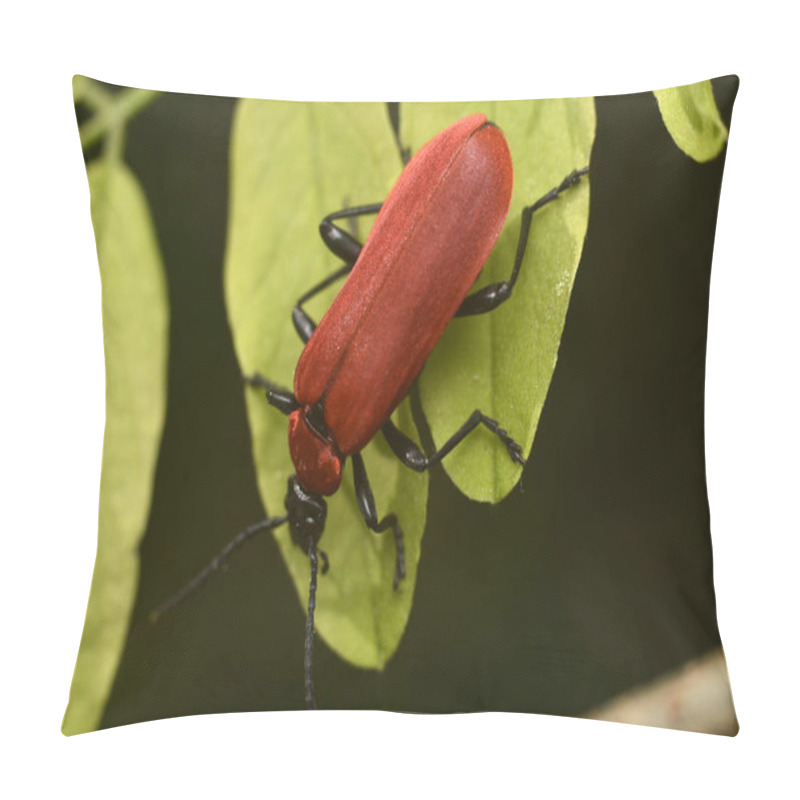 Personality  Black-Headed Cardinal Beetle. Pyrochroa Coccinea. Macro Insects World. Pillow Covers