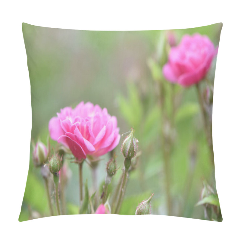 Personality  Veilchenblau, Rose Flower. Pink Roses On A Bush In The Garden, Close-up. Flowering English Rosa Climbing Rose Bush. In The Garden In The Flower Bed. Spring Time, Delicate Summer Flower. Close-up Pillow Covers