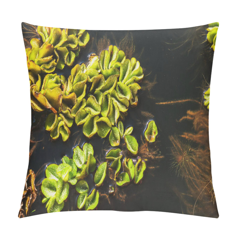 Personality  Fresh And Green Leaves Of African Payal, Giant Salvinia, Kariba Weed, Salvinia, Water Fern, Salvinia Molesta Floating And Covering On Water Surface. Salvinia Molesta, Invasive Floating Plant Species Pillow Covers