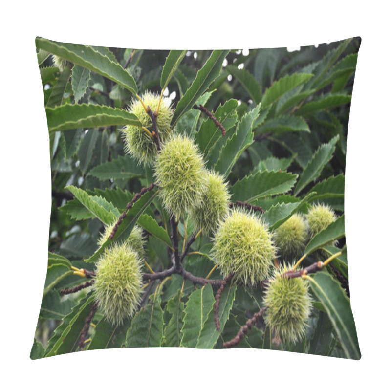 Personality  Chestnut Is Edible In A Prickly Plush Pillow Covers