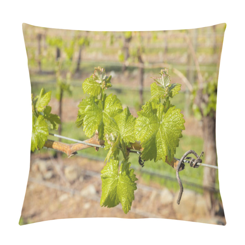 Personality  Closeup Of Young Vine Shoots Growing On Wire Trellis In Vineyard At Springtime Pillow Covers