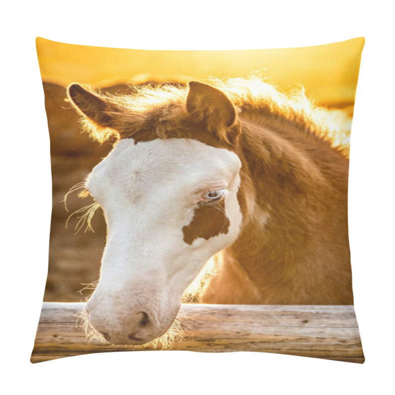 Personality  Icelandic Horse Foal In Evening Sunlight Looking Into The Camera Pillow Covers