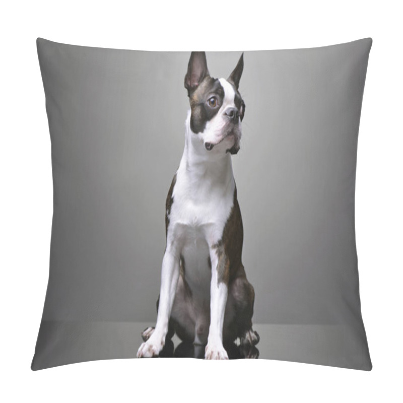 Personality  Studio Shot Of An Adorable Boston Terrier Sitting On Grey Background. Pillow Covers