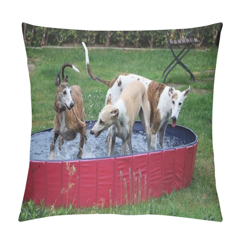 Personality  Three Funny Galgos Are Playing In The Pool In The Garden Pillow Covers