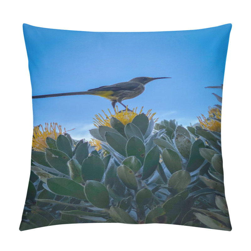 Personality  Cape Sugarbird Sitting On Protea Flower With Yellow Blossoms Against Blue Sky Pillow Covers