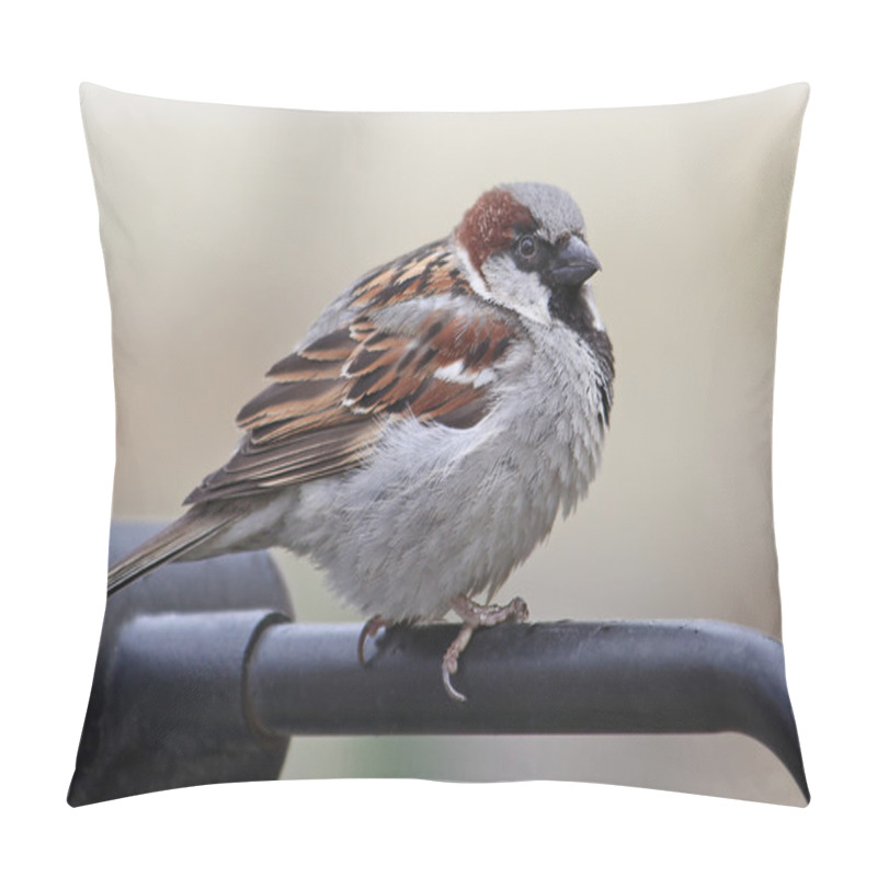 Personality  Sparrow Sitting On A Handrail Pillow Covers