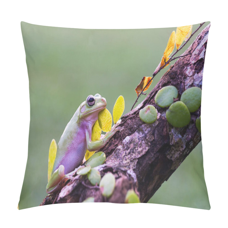 Personality  Dumpy Frog Tree On A  Twigs In Tropical Garden  Pillow Covers