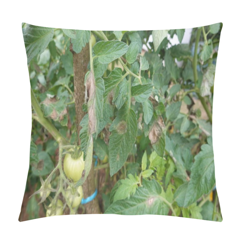 Personality  Tomato Plant With Signs Of Disease, Showing Wilting Leaves And Unripe Tomatoes. Pillow Covers