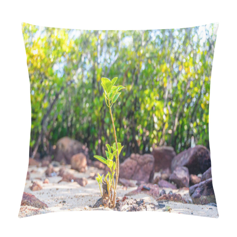 Personality  Mangrove Young Sprout Tree Along The Turquoise Green Salty Water Pillow Covers