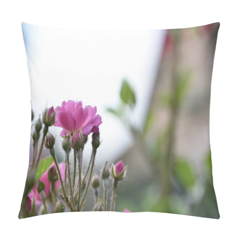 Personality  Veilchenblau, Rose Flower. Pink Roses On A Bush In The Garden, Close-up. Flowering English Rosa Climbing Rose Bush. In The Garden In The Flower Bed. Spring Time, Delicate Summer Flower. Close-up Pillow Covers