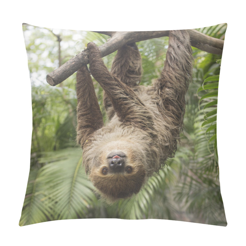 Personality  Young Hoffmann's Two-toed Sloth  Pillow Covers