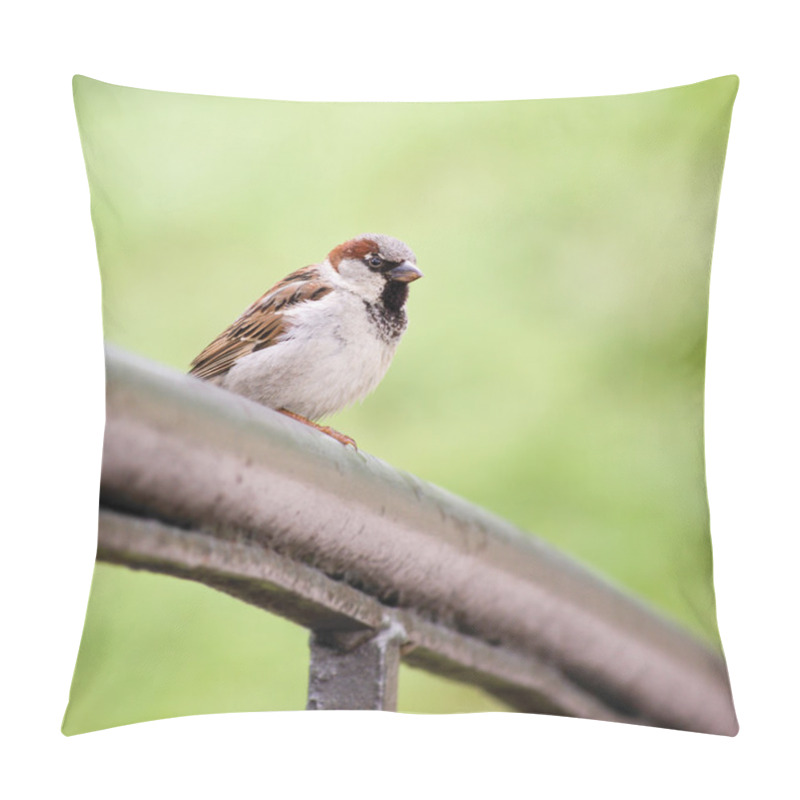 Personality  Sparrow Bird (Passer Domesticus) On Bridge Rail Closeup Pillow Covers